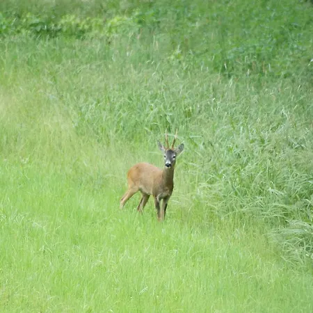 Biobauernhof Drei Finken
