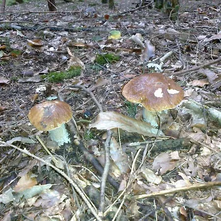 Farm stay Biobauernhof Drei Finken Bad Gams