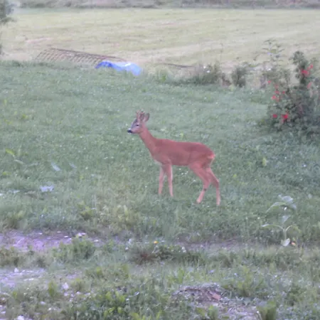 Farm stay Biobauernhof Drei Finken Bad Gams