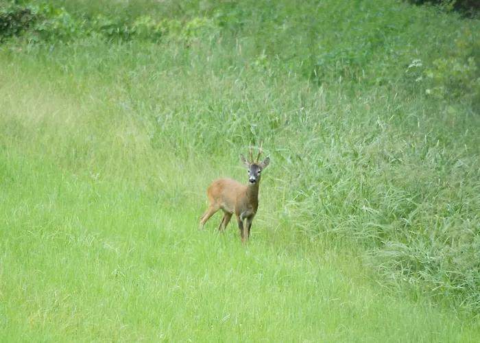 Biobauernhof Drei Finken