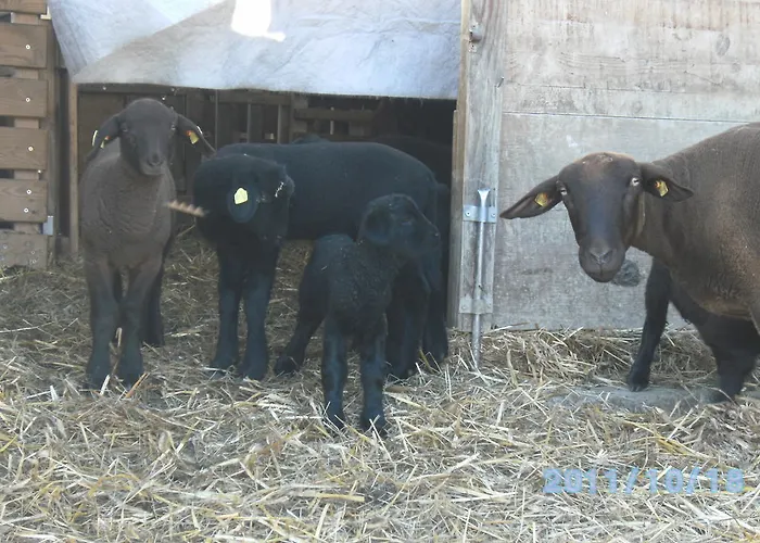 Alloggio per agriturismo Biobauernhof Drei Finken *