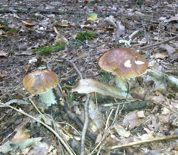 Alloggio per agriturismo Biobauernhof Drei Finken Bad Gams