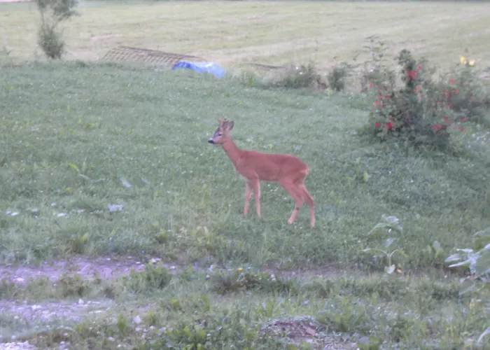 Alloggio per agriturismo Biobauernhof Drei Finken Bad Gams